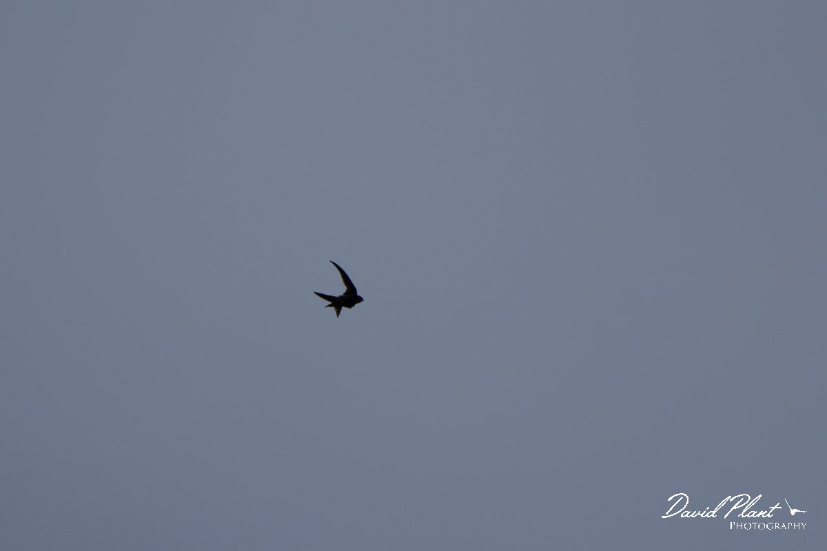 DPPhotography - Maderia - Plain swift - B.jpg - Plain swift - Sao Lourenco Peninsula, Madeira