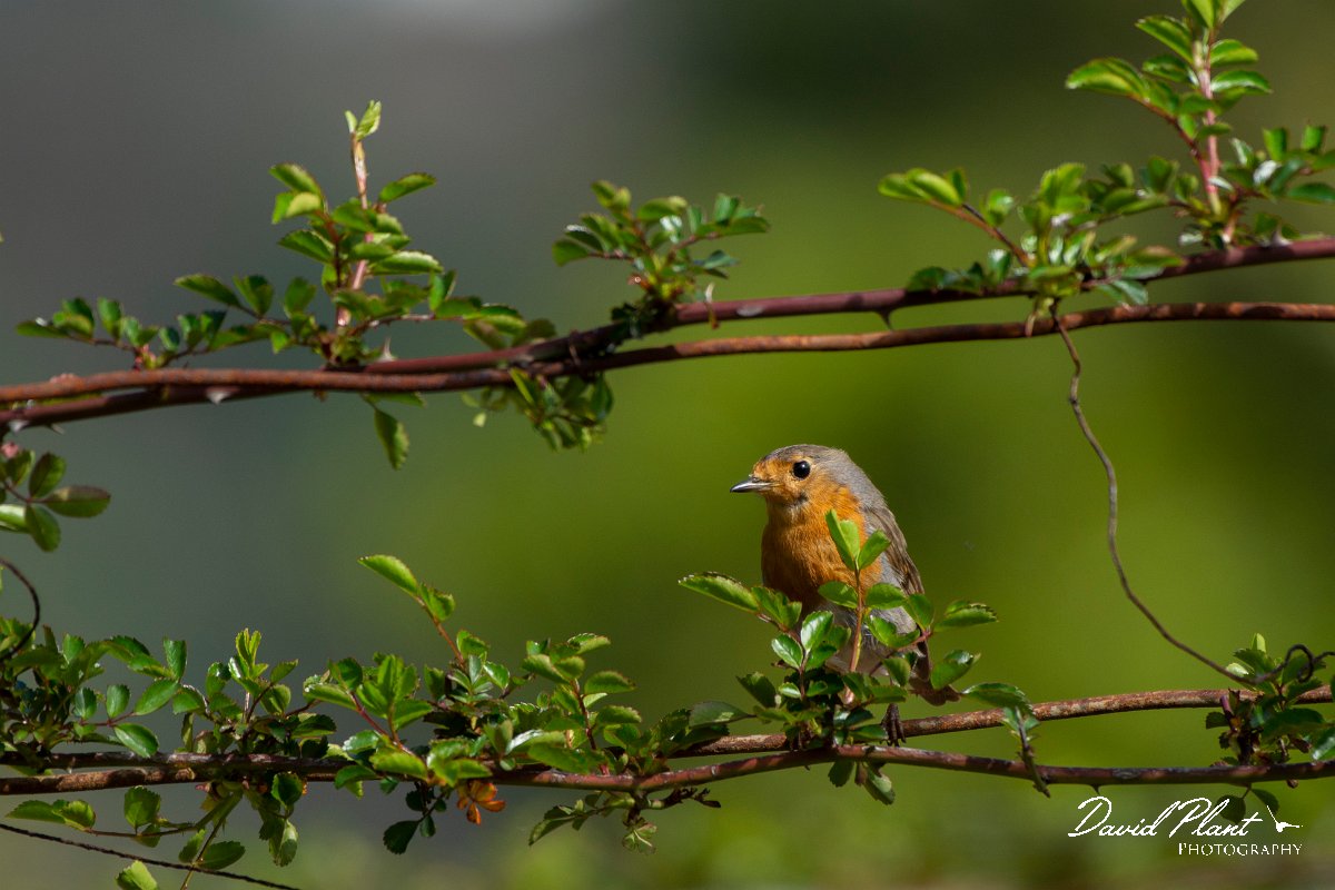 DPPhotography - Maderia - Robin - A.jpg - Robin - Palheiro Gardens, Madeira
