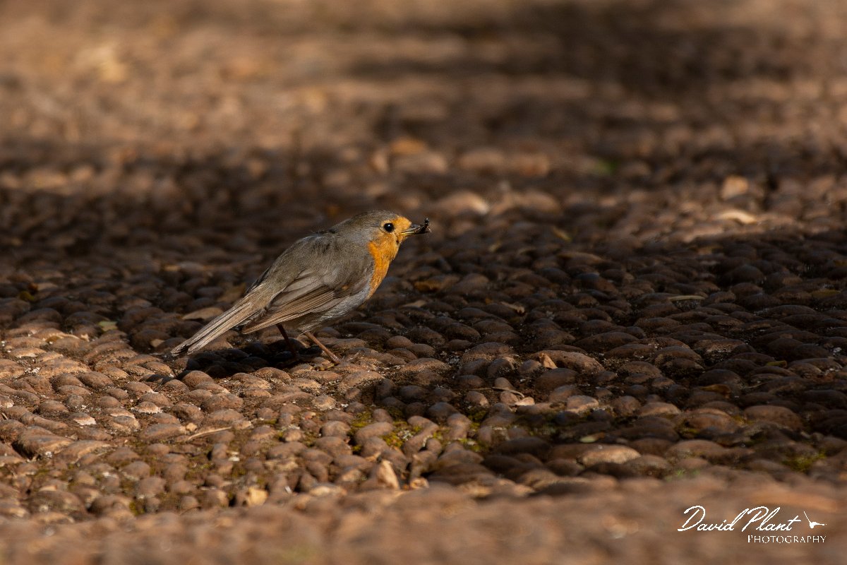 DPPhotography - Maderia - Robin - D.jpg - Robin - Palheiro Gardens, Madeira