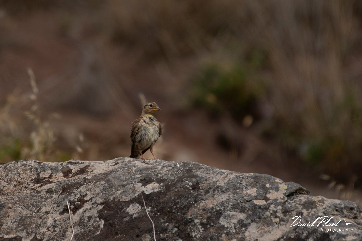 DPPhotography - Maderia - Rock sparrow - B.jpg - Rock sparrow - Sao Lourenco Peninsula, Madeira