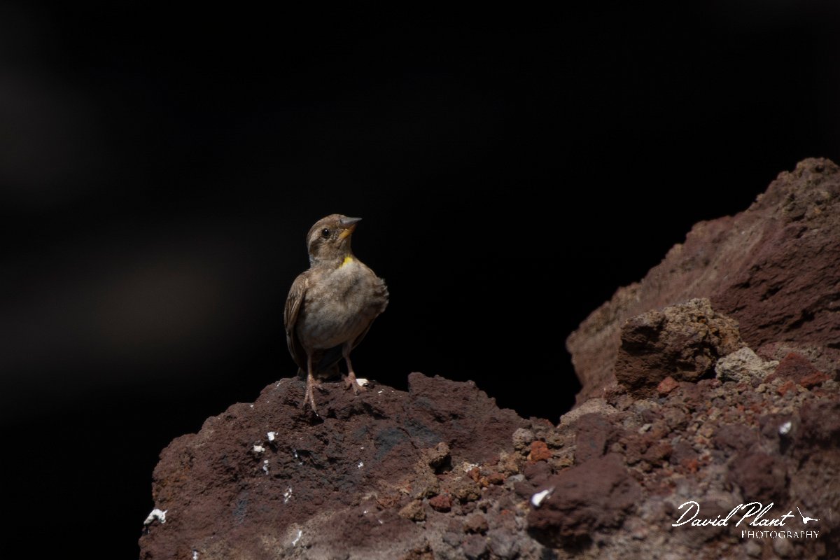 DPPhotography - Maderia - Rock sparrow - E.jpg - Rock sparrow - Sao Lourenco Peninsula, Madeira