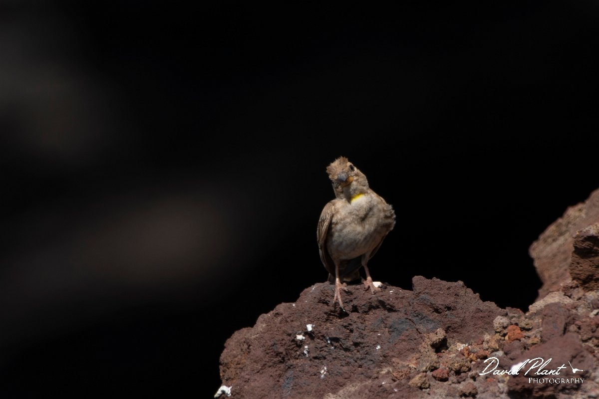 DPPhotography - Maderia - Rock sparrow - F.jpg - Rock sparrow - Sao Lourenco Peninsula, Madeira