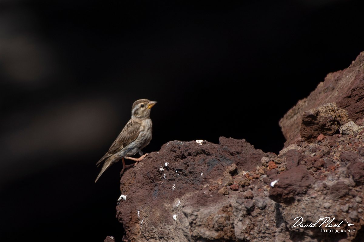 DPPhotography - Maderia - Rock sparrow - H.jpg - Rock sparrow - Sao Lourenco Peninsula, Madeira