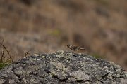 DPPhotography - Maderia - Rock sparrow - A