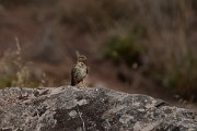 DPPhotography - Maderia - Rock sparrow - B