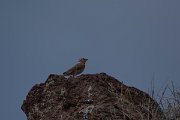 DPPhotography - Maderia - Rock sparrow - C