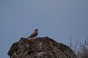DPPhotography - Maderia - Rock sparrow - D