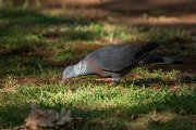 DPPhotography - Maderia - Trocaz pigeon - D