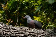 DPPhotography - Maderia - Trocaz pigeon - I