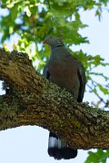 DPPhotography - Maderia - Trocaz pigeon - L