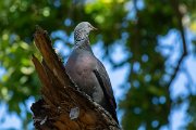DPPhotography - Maderia - Trocaz pigeon - S