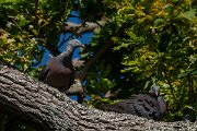DPPhotography - Maderia - Trocaz pigeon - T