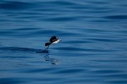 DPPhotography - Maderia - White-faced storm-petrel - AG