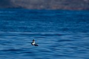 DPPhotography - Maderia - White-faced storm-petrel - AM