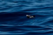 DPPhotography - Maderia - White-faced storm-petrel - B