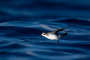 DPPhotography - Maderia - White-faced storm-petrel - P
