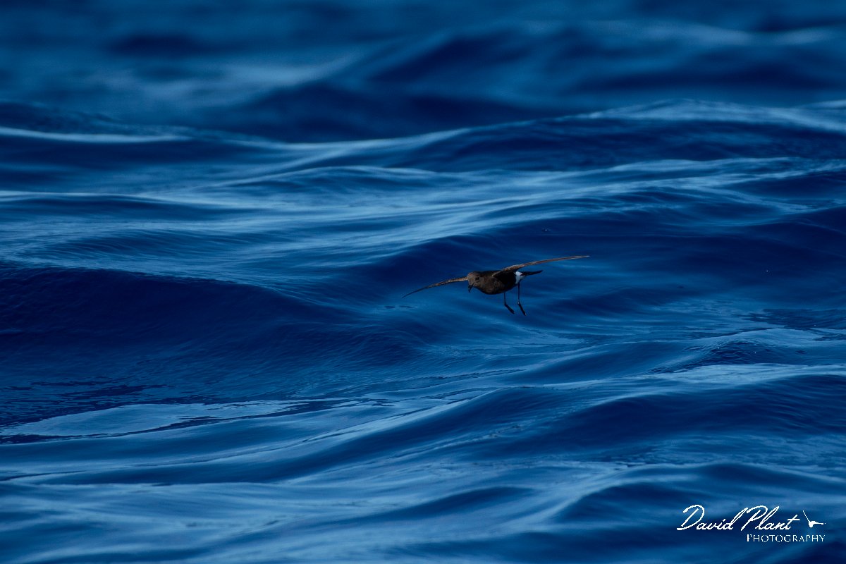 DPPhotography - Maderia - Wilson's storm-petrel - B.jpg - Wilson's storm-petrel - Ocean N of Madeira, Madeira