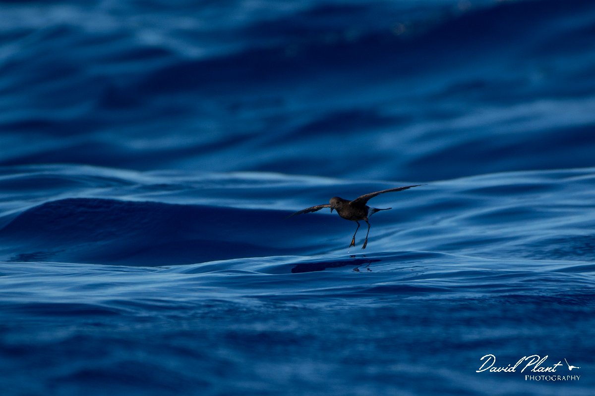 DPPhotography - Maderia - Wilson's storm-petrel - E.jpg - Wilson's storm-petrel - Ocean N of Madeira, Madeira