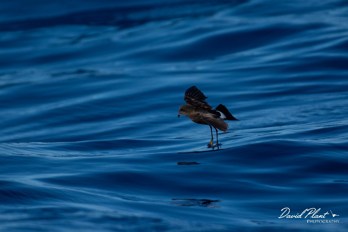 DPPhotography - Maderia - Wilson's storm-petrel - F.jpg - Wilson's storm-petrel - Ocean N of Madeira, Madeira