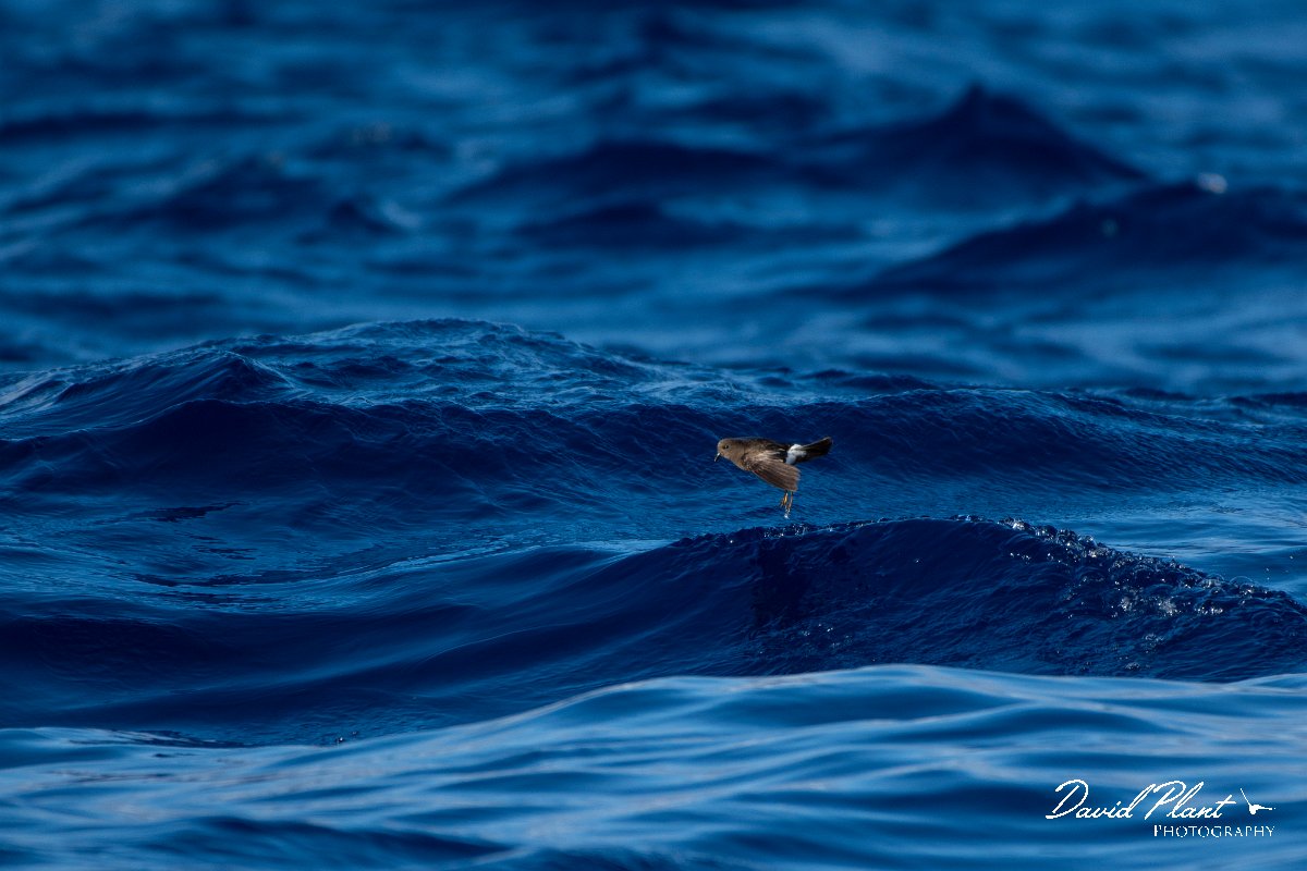 DPPhotography - Maderia - Wilson's storm-petrel - J.jpg - Wilson's storm-petrel - Ocean N of Madeira, Madeira