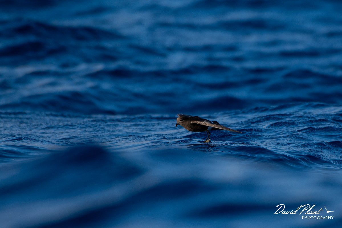 DPPhotography - Maderia - Wilson's storm-petrel - L.jpg - Wilson's storm-petrel - Ocean N of Madeira, Madeira