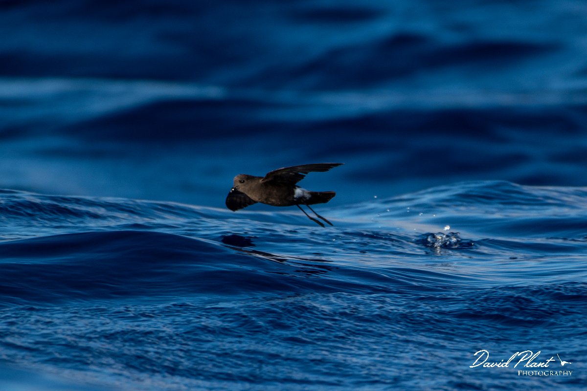 DPPhotography - Maderia - Wilson's storm-petrel - M.jpg - Wilson's storm-petrel - Ocean N of Madeira, Madeira