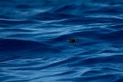 DPPhotography - Maderia - Wilson's storm-petrel - B