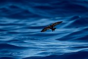 DPPhotography - Maderia - Wilson's storm-petrel - C