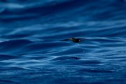 DPPhotography - Maderia - Wilson's storm-petrel - D