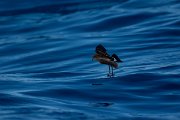 DPPhotography - Maderia - Wilson's storm-petrel - F