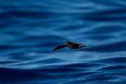 DPPhotography - Maderia - Wilson's storm-petrel - H