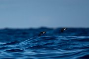 DPPhotography - Maderia - Wilson's storm-petrel - I
