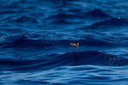 DPPhotography - Maderia - Wilson's storm-petrel - J