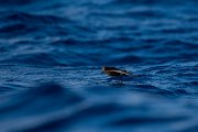 DPPhotography - Maderia - Wilson's storm-petrel - L