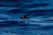 DPPhotography - Maderia - Wilson's storm-petrel - M