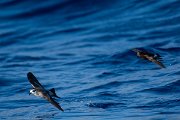 DPPhotography - Maderia - Wilson's storm-petrel - O