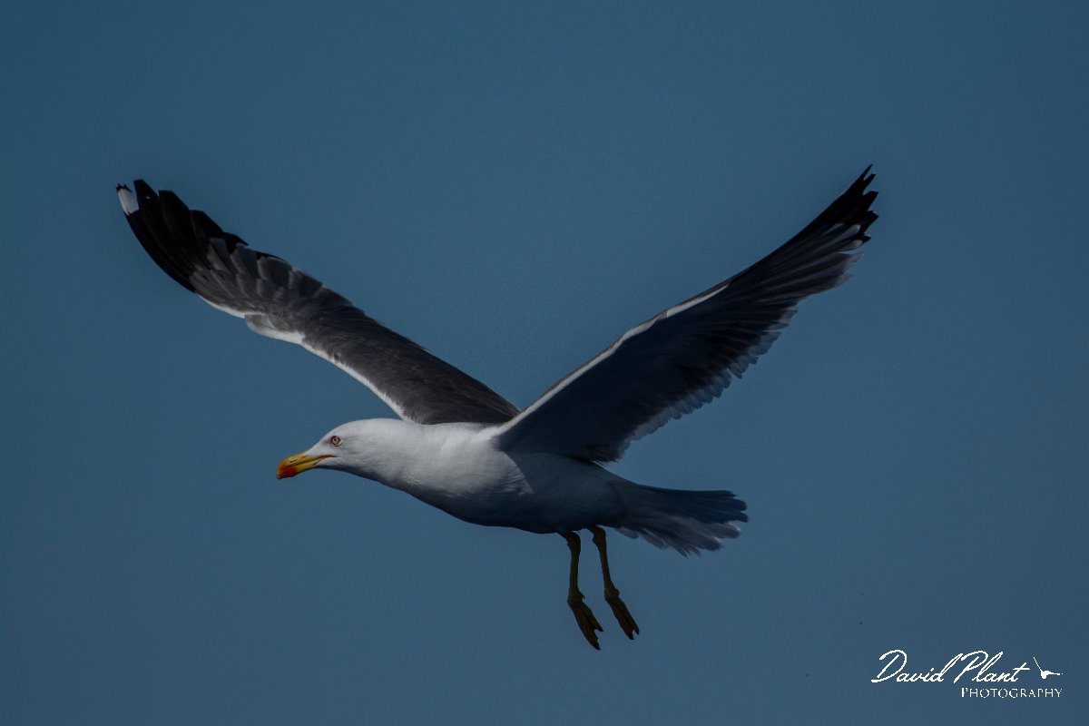 DPPhotography - Maderia - Yellow-legged gull - C.jpg - Yellow-legged gull - Ocean N of Madeira, Madeira