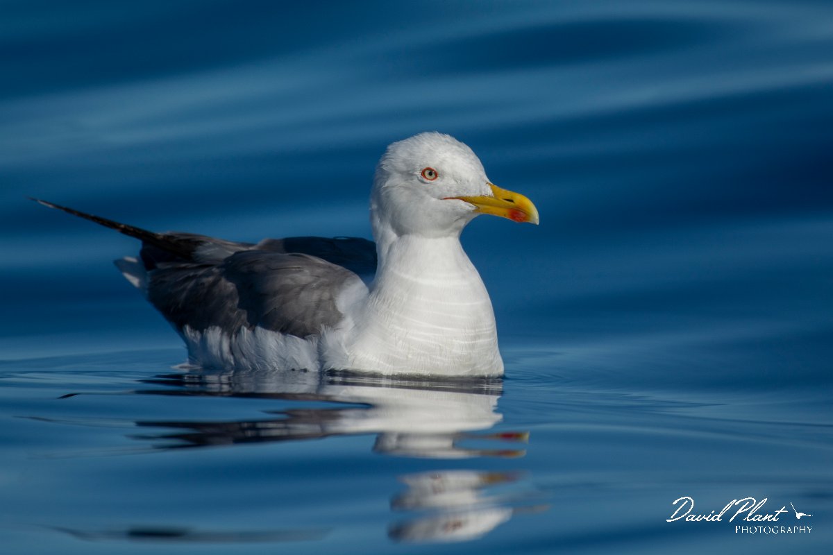 DPPhotography - Maderia - Yellow-legged gull - E.jpg - Yellow-legged gull - Ocean SE of Madeira, Madeira