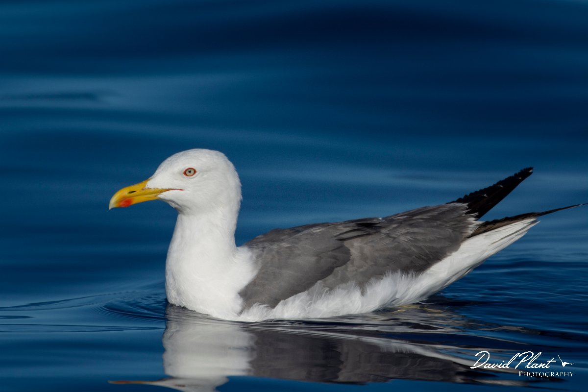 DPPhotography - Maderia - Yellow-legged gull - F.jpg - Yellow-legged gull - Ocean SE of Madeira, Madeira