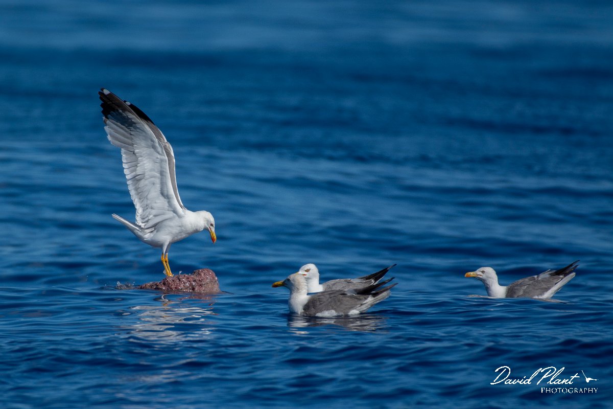 DPPhotography - Maderia - Yellow-legged gull - G.jpg - Yellow-legged gulls on bait - Ocean SE of Madeira, Madeira