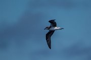 DPPhotography - Maderia - Zino's petrel - E