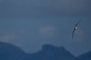 DPPhotography - Maderia - Zino's petrel - K
