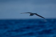 DPPhotography - Maderia - Zino's petrel - L