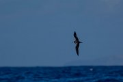 DPPhotography - Maderia - Zino's petrel - X