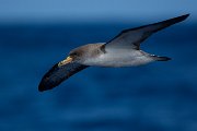 Cory's shearwater