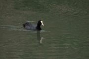 European coot