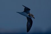 Fea's petrel