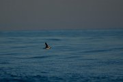 Great shearwater