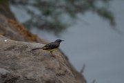 Grey wagtail