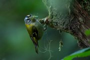 Madeiran firecrest